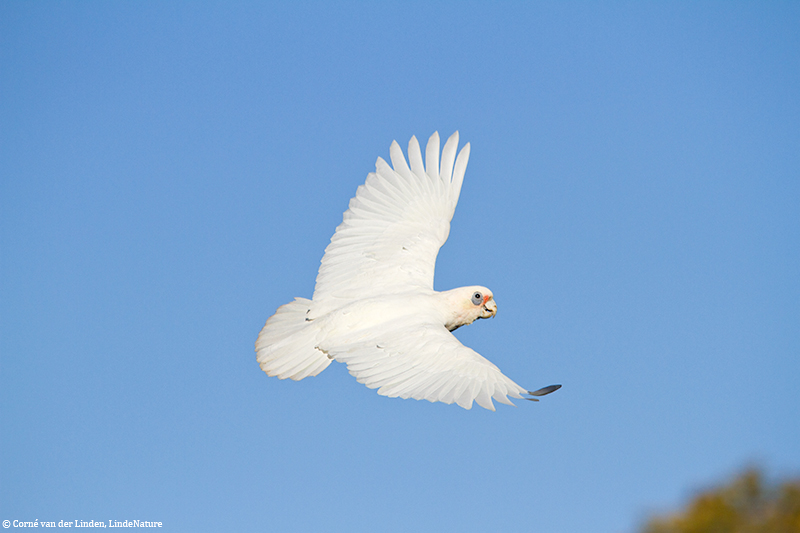 <!-- Little corella, Cacatua sanguinea -->