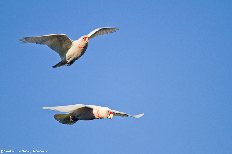 <!-- Long-billed corella, Cacatua tenuirostris -->