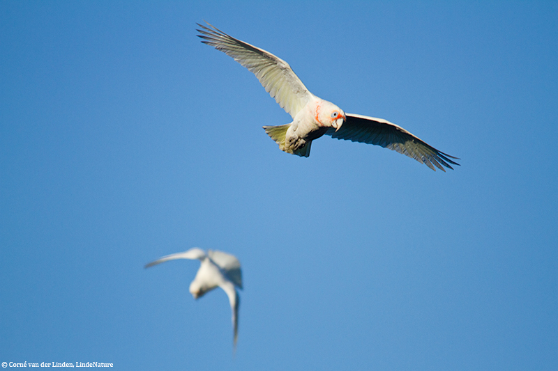 <!-- Long-billed corella, Cacatua tenuirostris -->