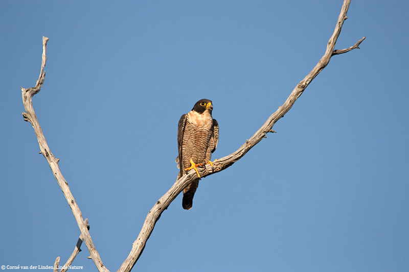 <!-- Peregrine falcon, Falco peregrinus -->