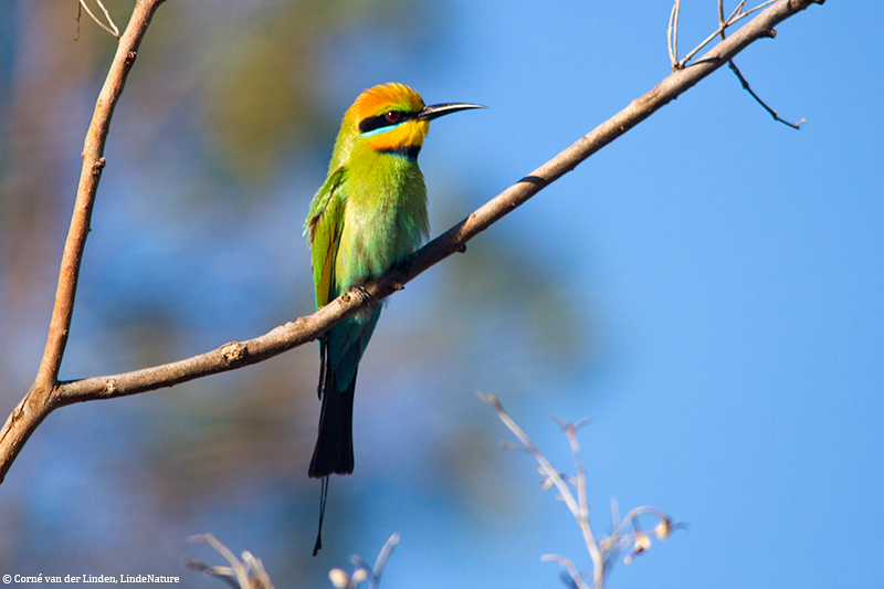 <!-- Rainbow bee-eater, Merops ornatus -->