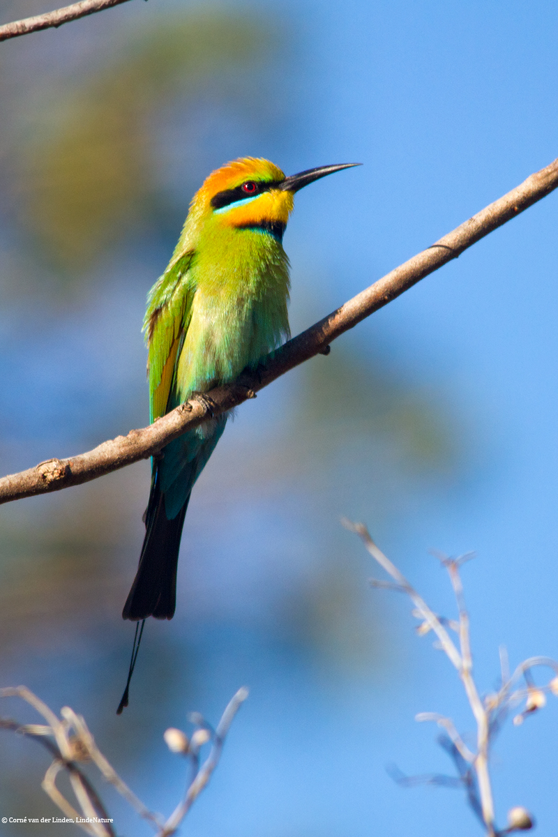 <!-- Rainbow bee-eater, Merops ornatus -->