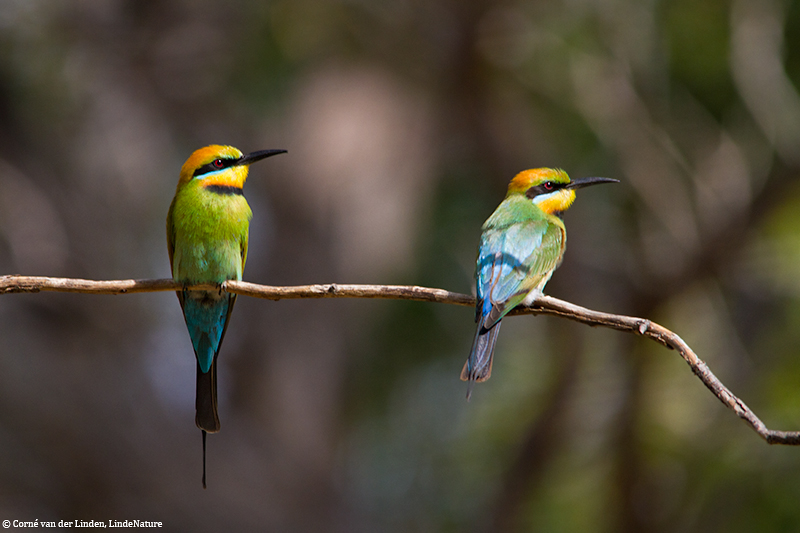 <!-- Rainbow bee-eater, Merops ornatus -->