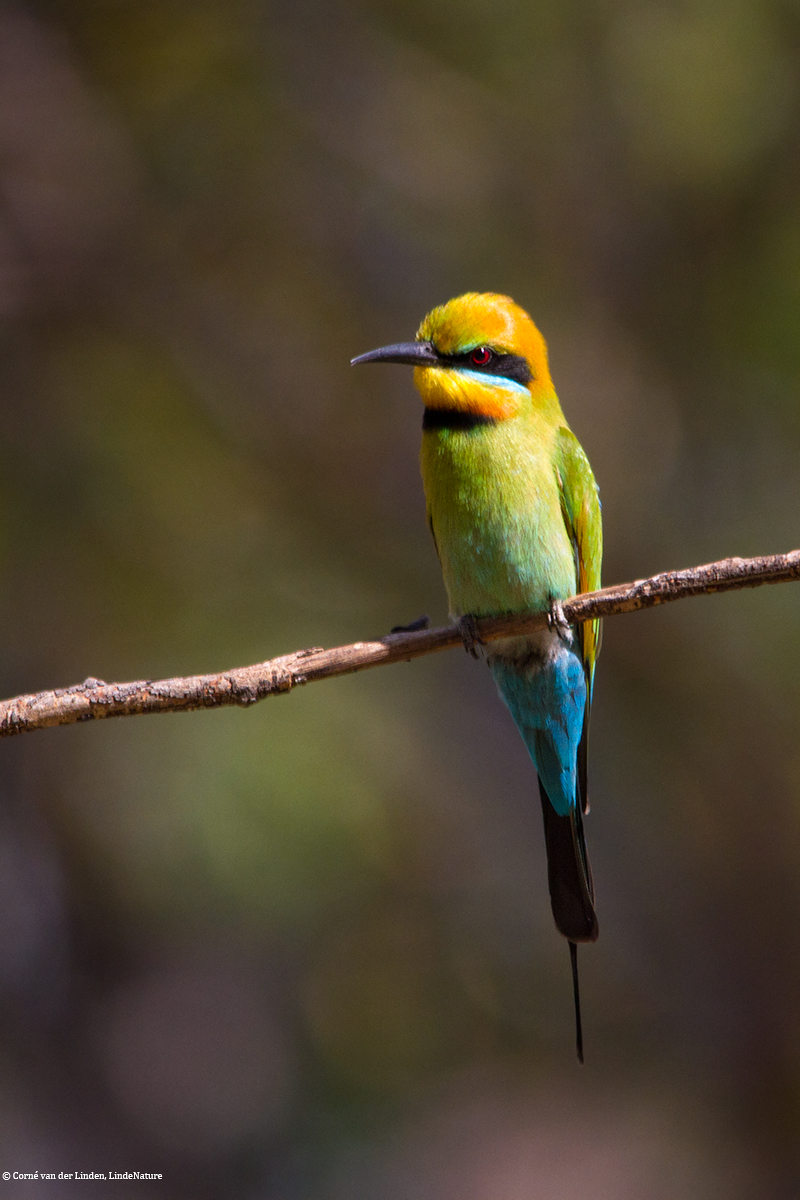 <!-- Rainbow bee-eater, Merops ornatus -->