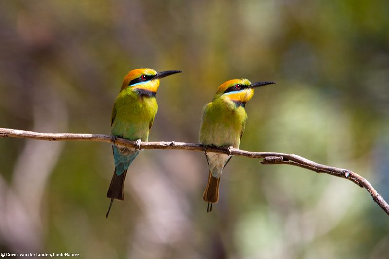 <!-- Rainbow bee-eater, Merops ornatus -->