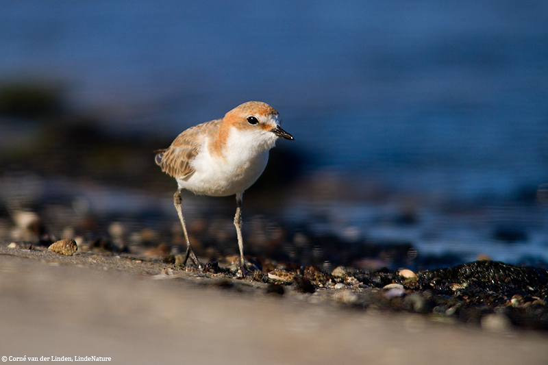 <!-- Red-capped plover, Charadrius ruficapillus -->