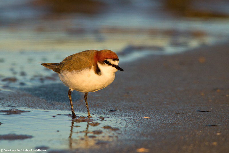 <!-- Red-capped plover, Charadrius ruficapillus -->