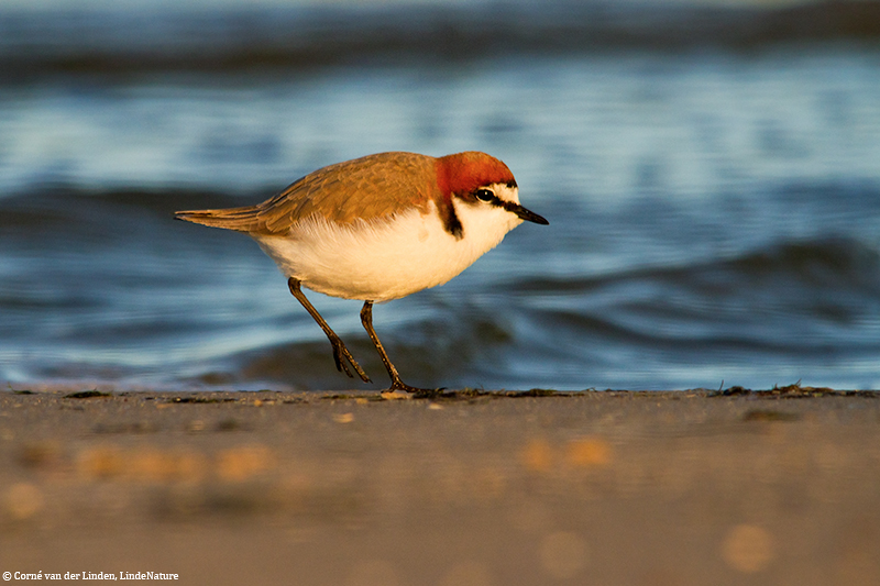 <!-- Red-capped plover, Charadrius ruficapillus -->