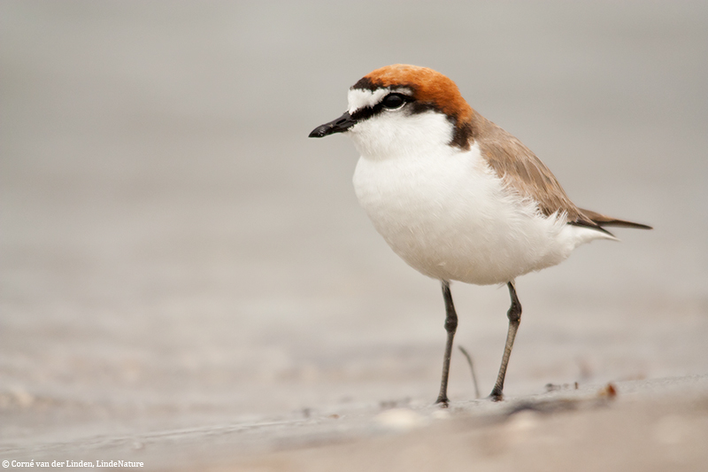 <!-- Red-capped plover, Charadrius ruficapillus -->