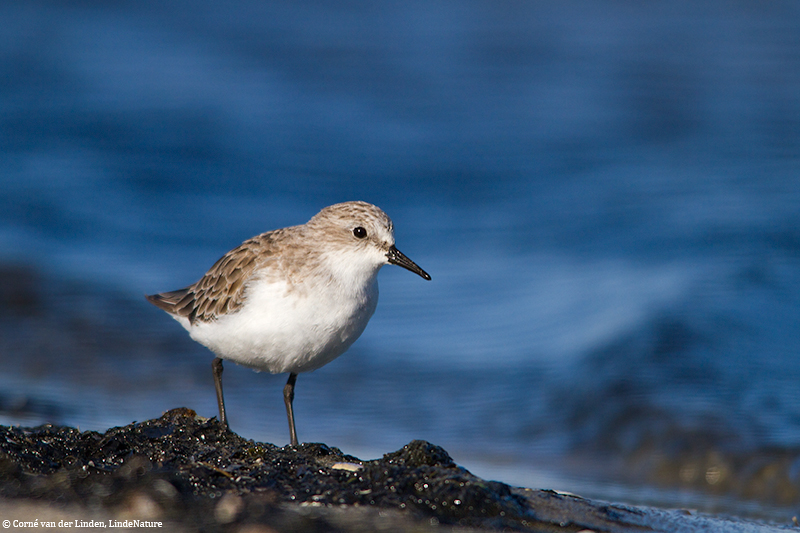 <!-- Red-necked stint, Calidris ruficollis -->