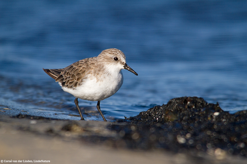 <!-- Red-necked stint, Calidris ruficollis -->