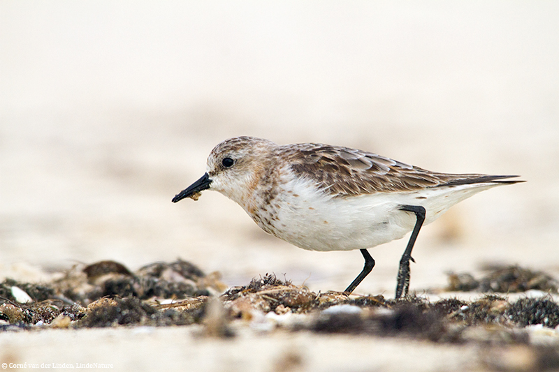 <!-- Red-necked stint, Calidris ruficollis -->