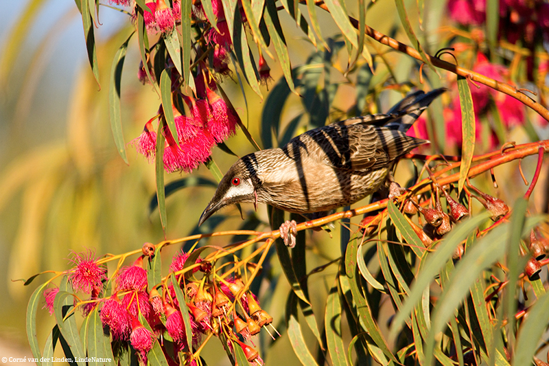 <!-- Red wattlebird, Anthochaera carunculata -->