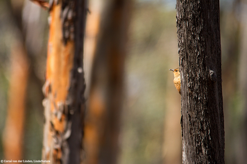 <!-- Rufous treecreeper, Climacteris rufa -->