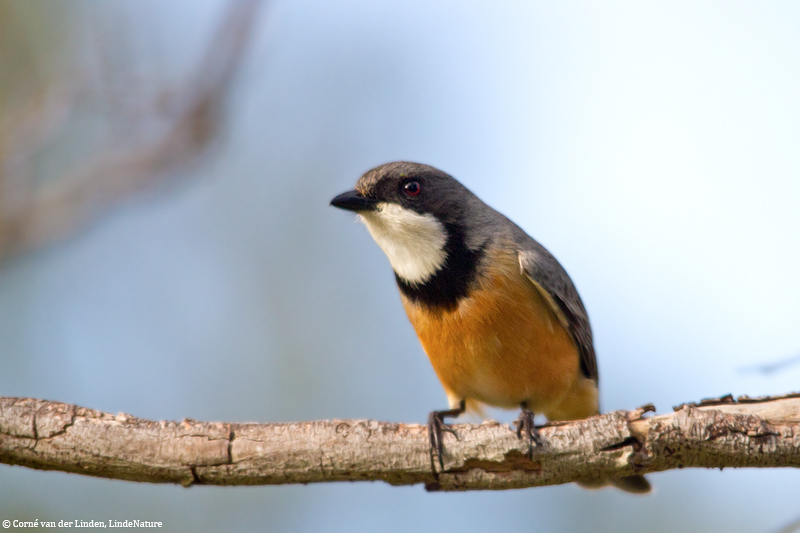 <!-- Rufous whistler, Pachycephala rufiventris -->