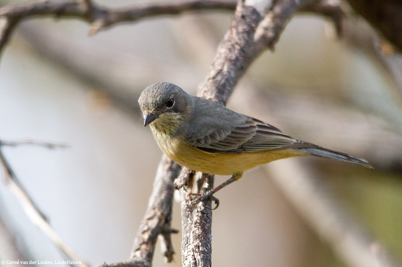 <!-- Rufous whistler, Pachycephala rufiventris -->