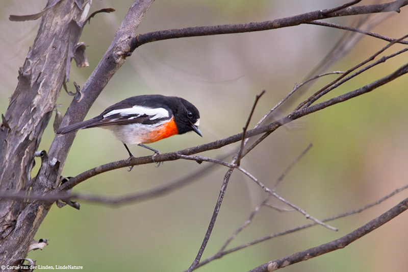 <!-- Scarlet robin, Petroica boodang -->