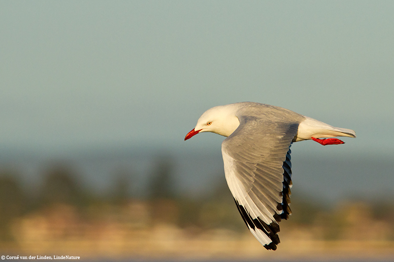 <!-- Silver gull, Larus novaehollandiae -->