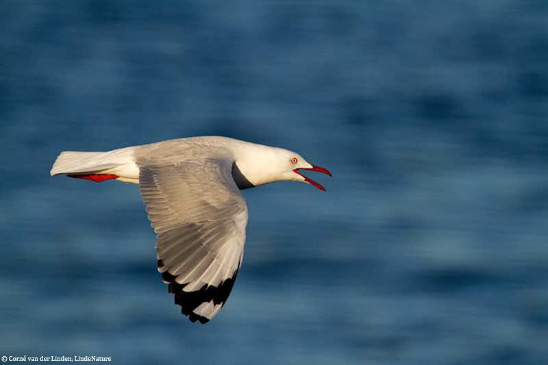 <!-- Silver gull, Larus novaehollandiae -->