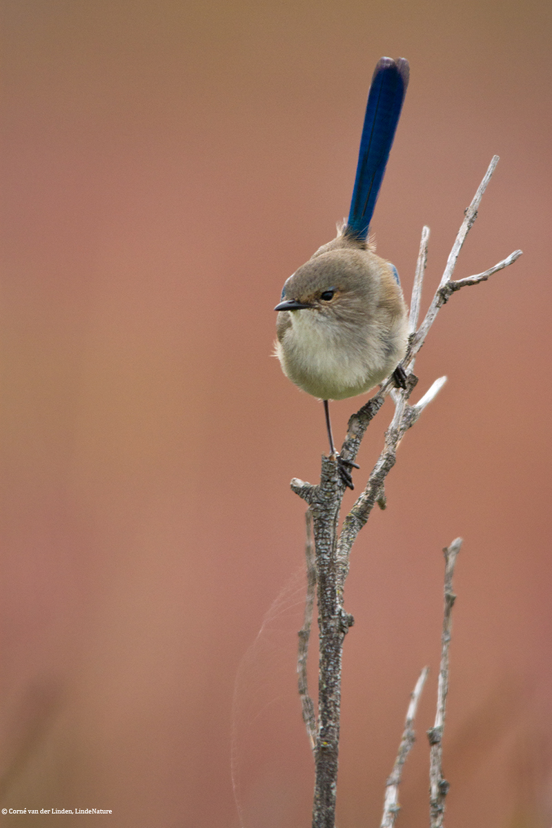 <!-- Splendid fairy-wren, Malurus splendens -->