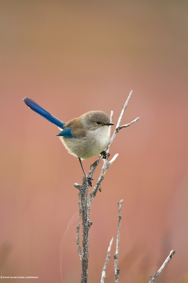 <!-- Splendid fairy-wren, Malurus splendens -->