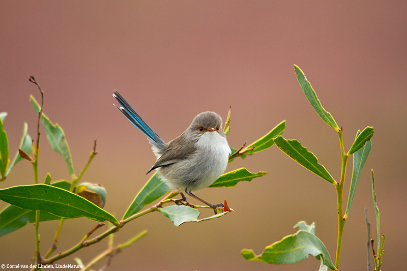 <!-- Splendid fairy-wren, Malurus splendens -->