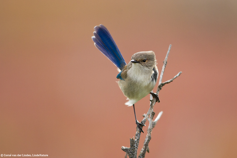 <!-- Splendid fairy-wren, Malurus splendens -->