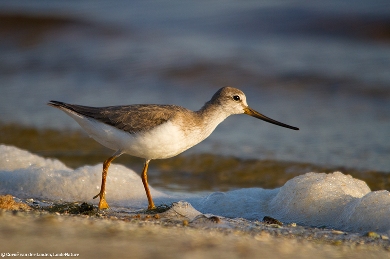 <!-- Terek sandpiper, Xenus cinereus -->