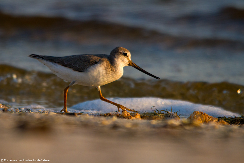 <!-- Terek sandpiper, Xenus cinereus -->