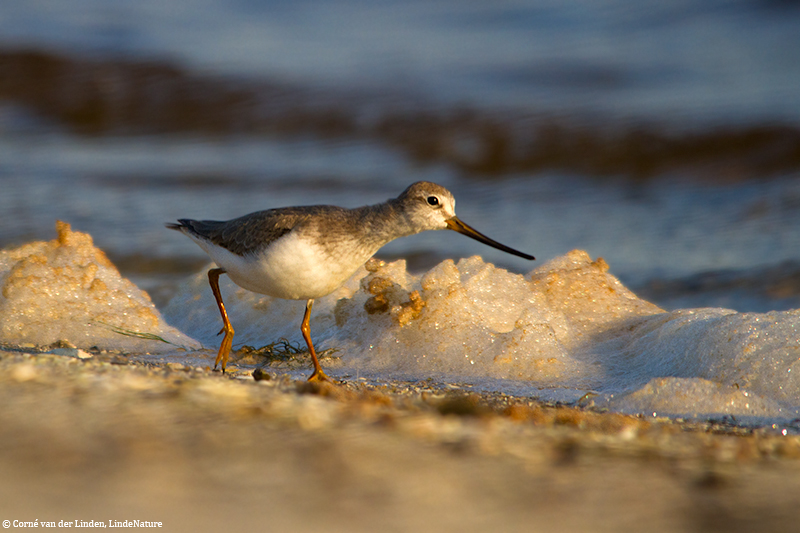 <!-- Terek sandpiper, Xenus cinereus -->