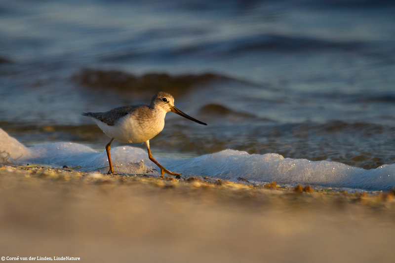 <!-- Terek sandpiper, Xenus cinereus -->