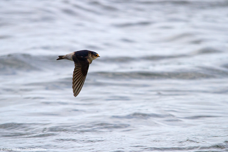 <!-- Tree martin, Hirundo nigricans -->