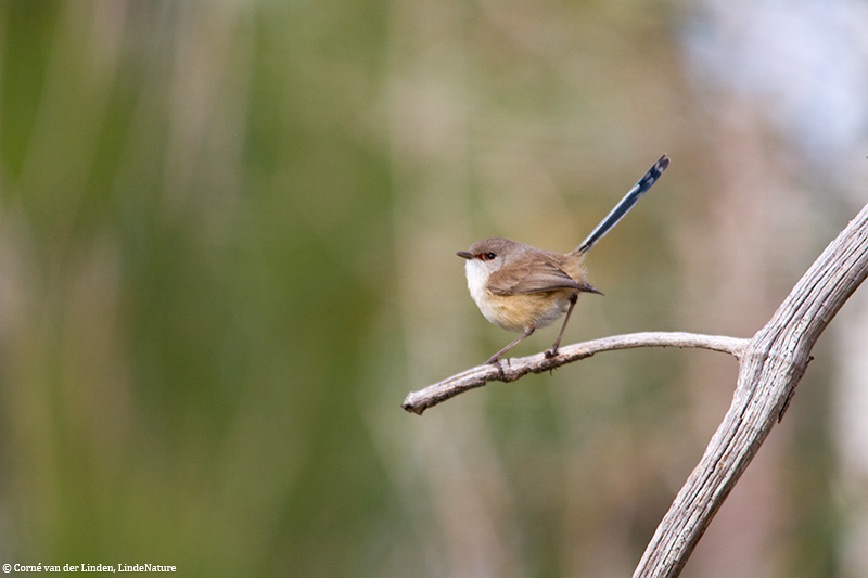 <!-- Variegated fairy-wren, Malurus lamberti -->