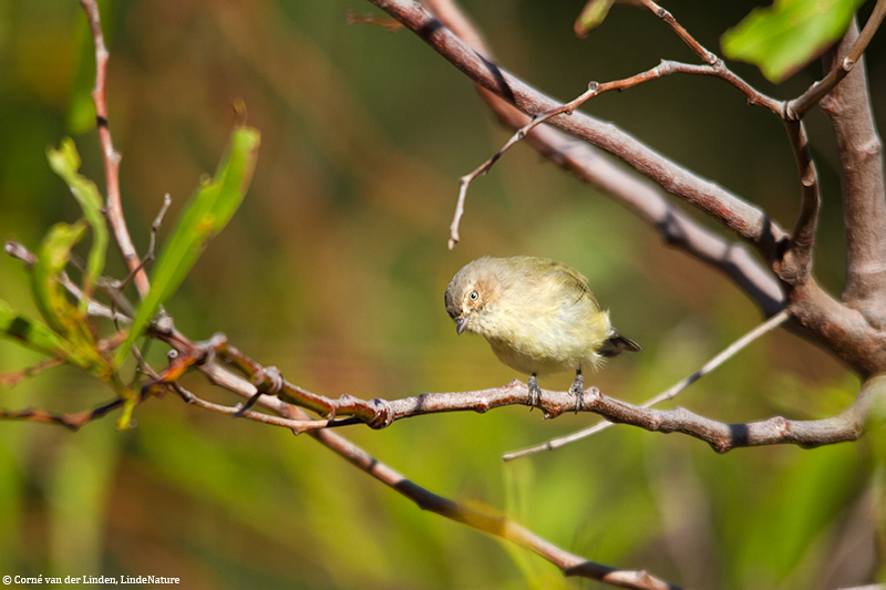 <!-- Weebill, Smicrornis brevirostris -->