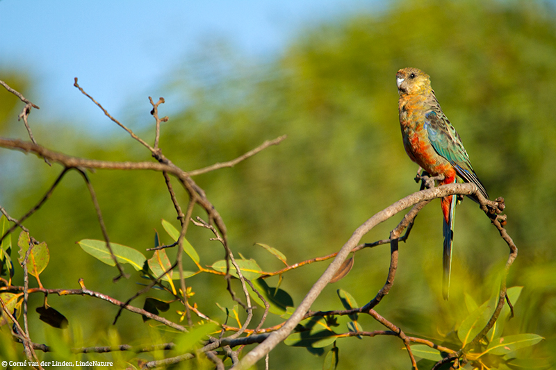 <!-- Western rosella, Platycercus icterotis -->