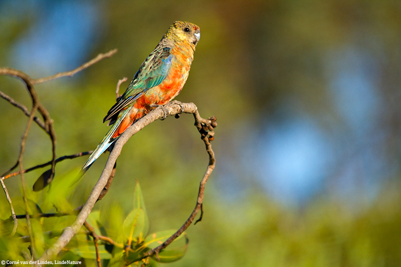 <!-- Western rosella, Platycercus icterotis -->