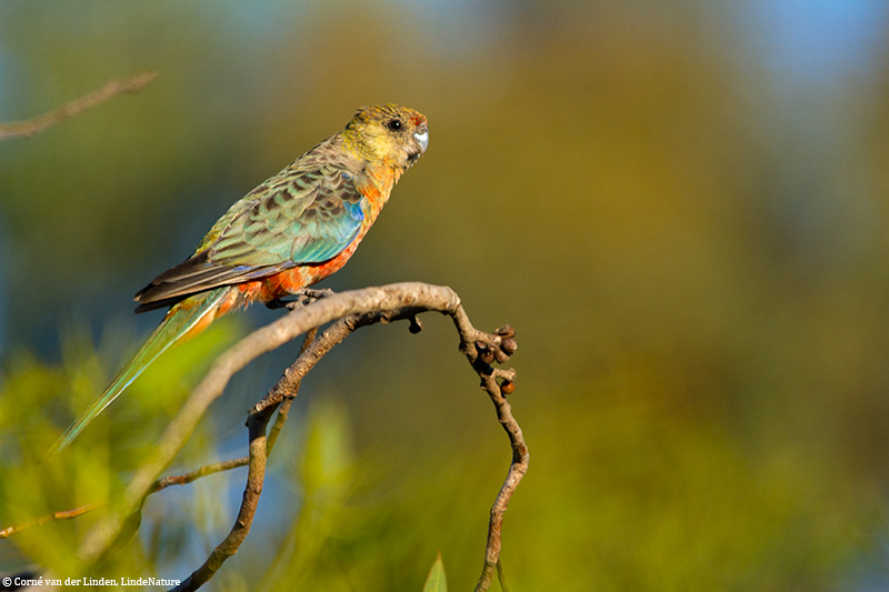 <!-- Western rosella, Platycercus icterotis -->