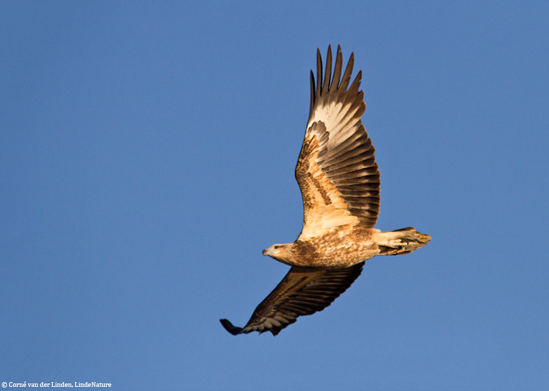 <!-- White-bellied sea eagle, Haliaeetus leucogaster -->