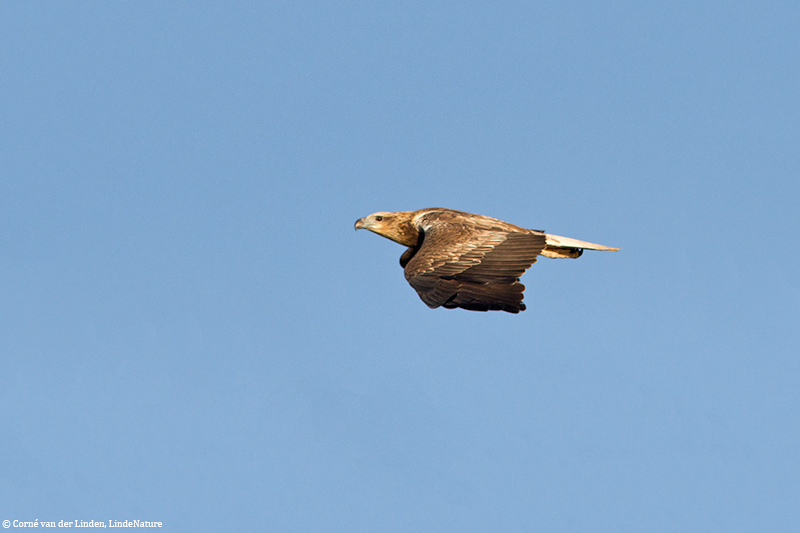 <!-- White-bellied sea eagle, Haliaeetus leucogaster -->