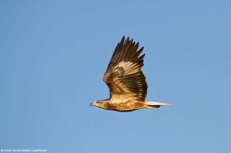 <!-- White-bellied sea eagle, Haliaeetus leucogaster -->