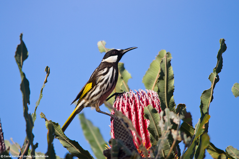 <!-- White-cheeked Honeyeater, Phylidonyris nigra -->