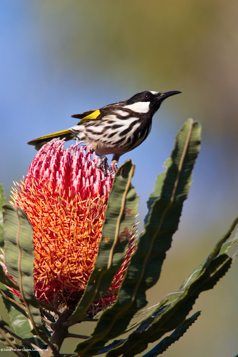 <!-- White-cheeked Honeyeater, Phylidonyris nigra -->