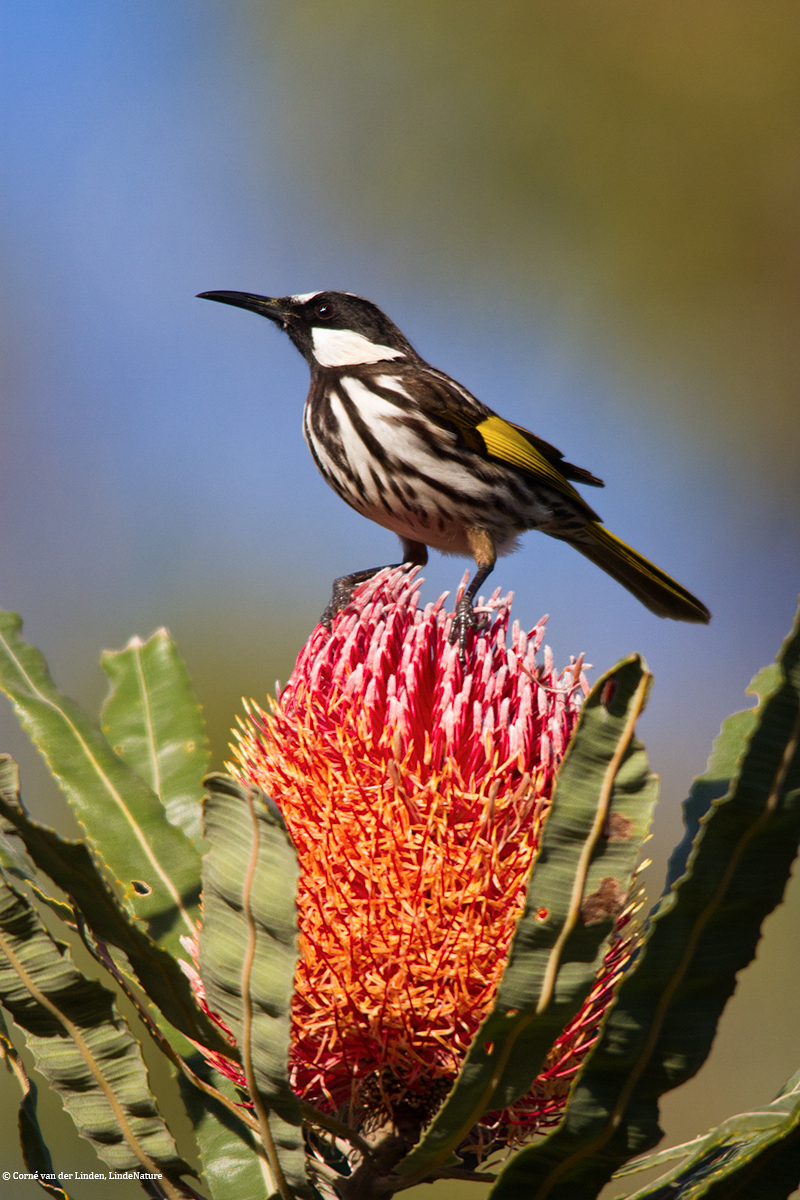 <!-- White-cheeked Honeyeater, Phylidonyris nigra -->