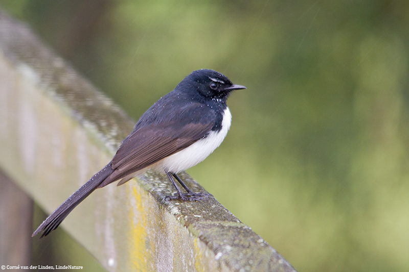 <!-- Willie wagtail, Rhipidura leucophrys -->