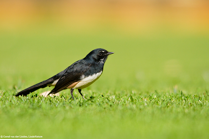 <!-- Willie wagtail, Rhipidura leucophrys -->