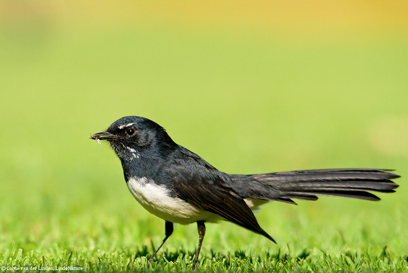 <!-- Willie wagtail, Rhipidura leucophrys -->