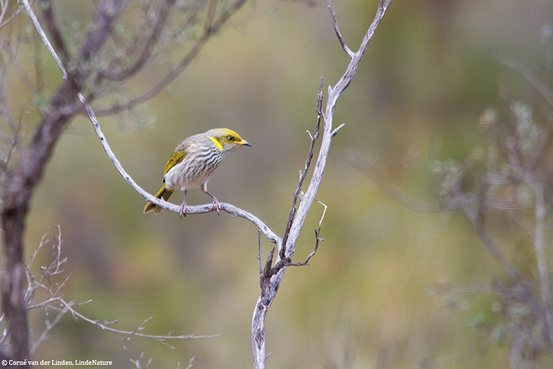 <!-- Yellow-plumed honeyeater, Lichenostomus ornatus -->