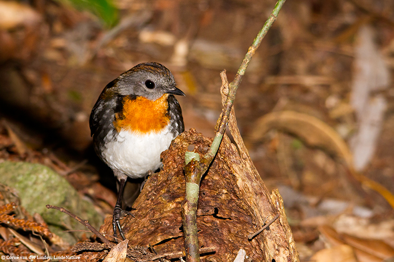 <!-- Australian logrunner, Orthonyx temminckii -->