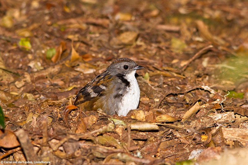 <!-- Australian logrunner, Orthonyx temminckii -->