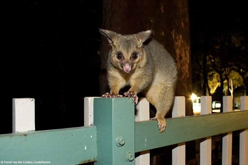 <!-- Common brushtail possum, Trichosurus vulpecula -->